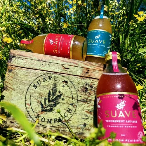 Suave Kombucha